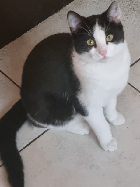 Kat Europese korthaar of huiskat