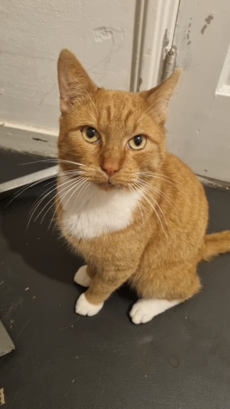 Kat Europese korthaar of huiskat