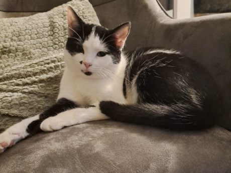 Kat Europese korthaar of huiskat