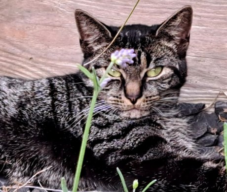 Kat Europese korthaar of huiskat