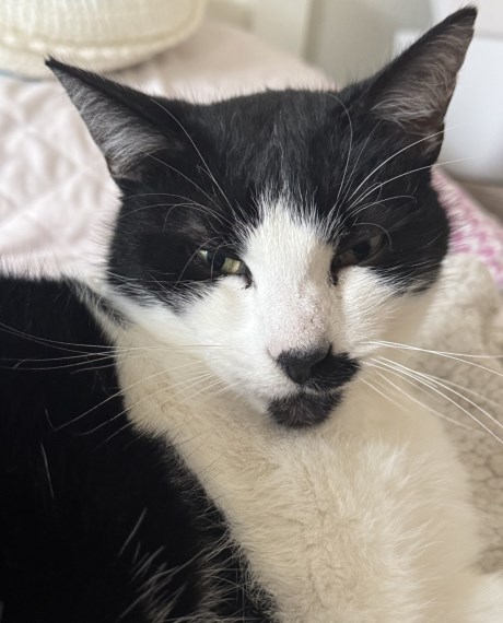 Kat Europese korthaar of huiskat