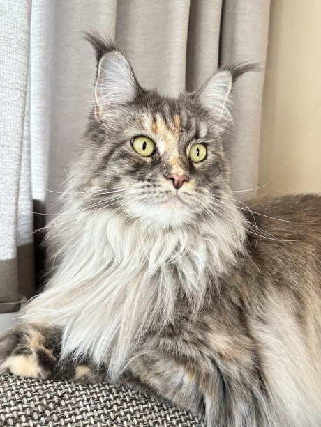 Kat Maine Coon