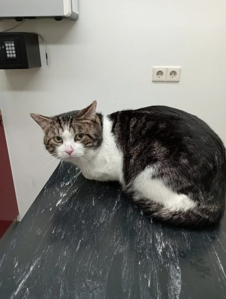 Kat Europese korthaar of huiskat