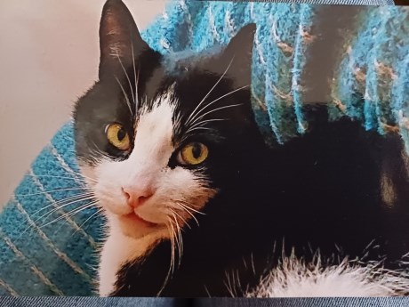 Kat Europese korthaar of huiskat