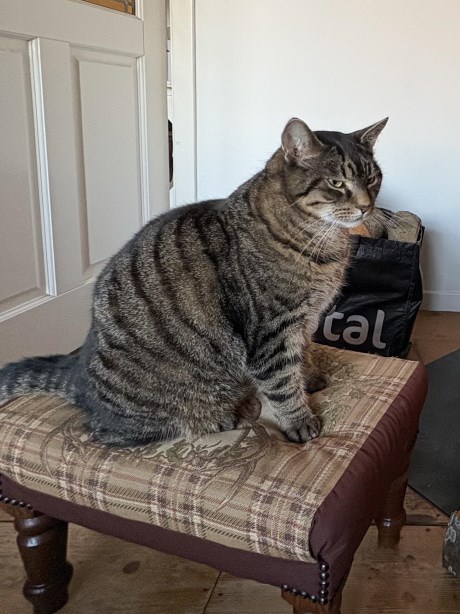 Kat Europese korthaar of huiskat