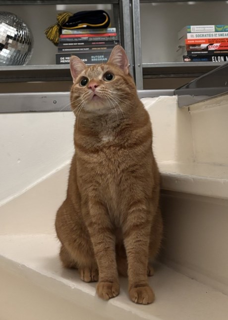 Kat Europese korthaar of huiskat