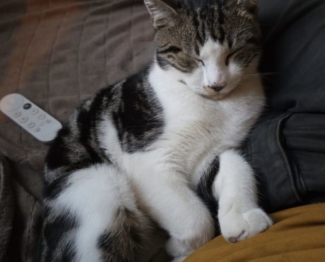 Kat Europese korthaar of huiskat