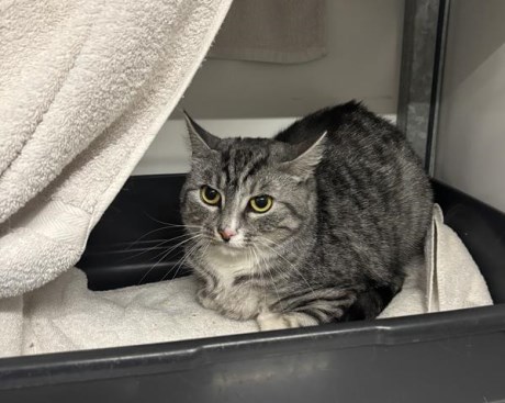 Kat Europese korthaar of huiskat