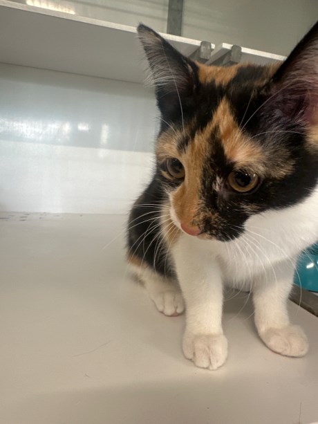 Kat Europese korthaar of huiskat