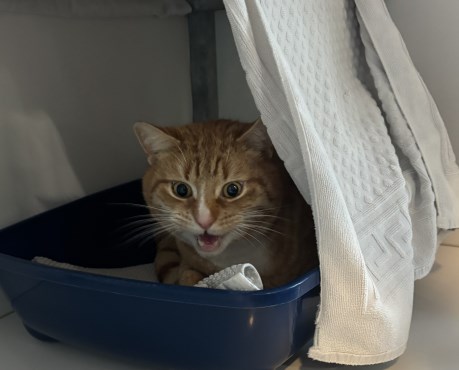 Kat Europese korthaar of huiskat