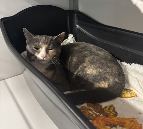 Kat Europese korthaar of huiskat