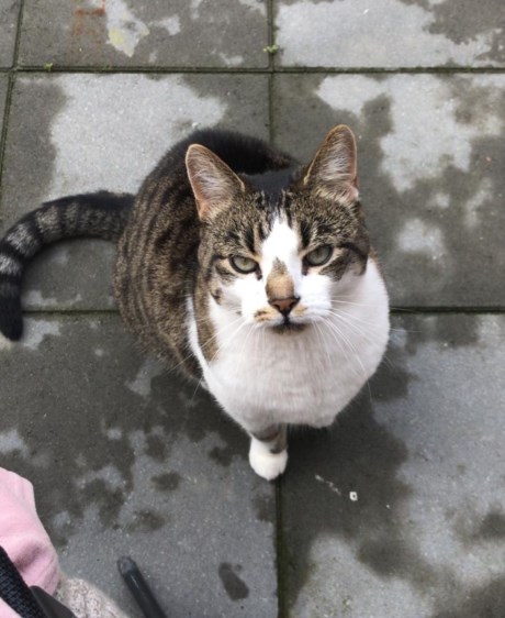 Kat Europese korthaar of huiskat