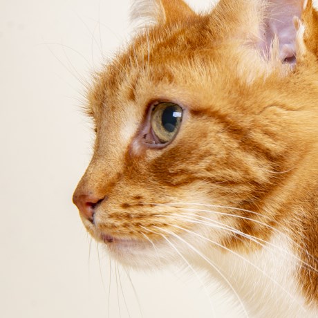 Kat Europese korthaar of huiskat