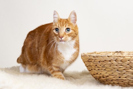 Kat Europese korthaar of huiskat