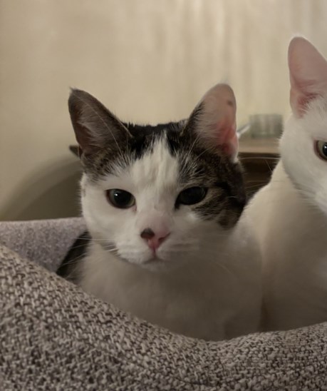 Kat Europese korthaar of huiskat