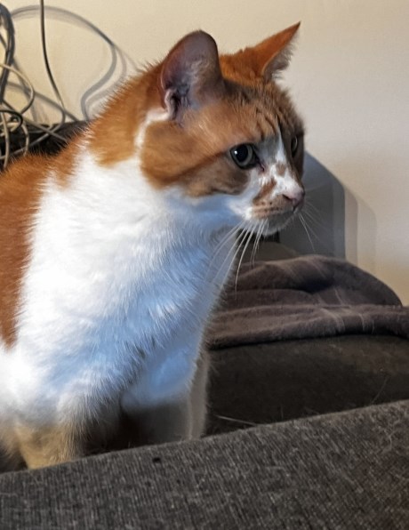 Kat Europese korthaar of huiskat