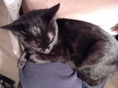 Kat Europese korthaar of huiskat