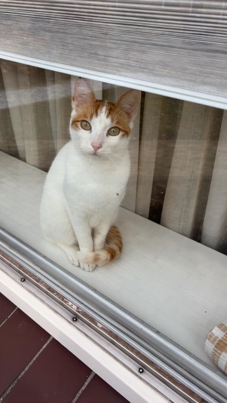 Kat Europese korthaar of huiskat