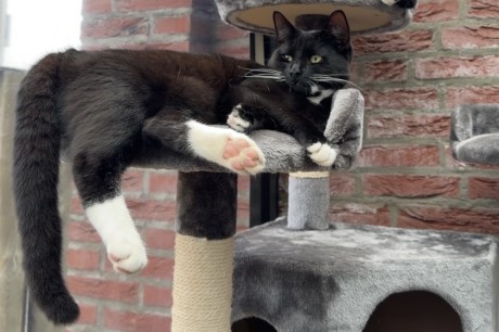 Kat Europese korthaar of huiskat