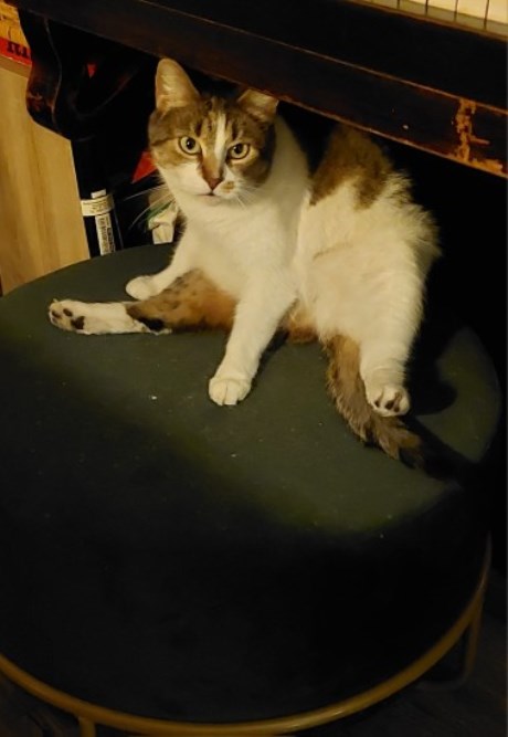 Kat Europese korthaar of huiskat