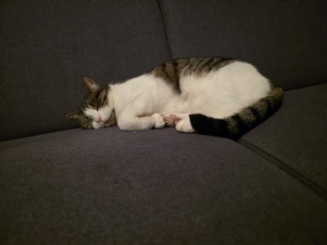 Kat Europese korthaar of huiskat