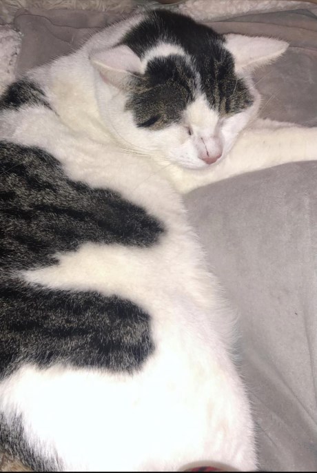 Kat Europese korthaar of huiskat