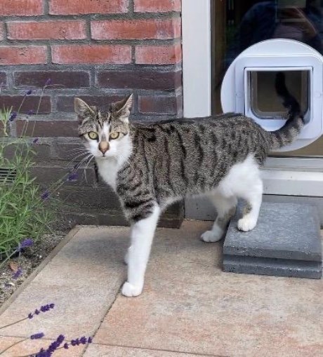 Kat Europese korthaar of huiskat