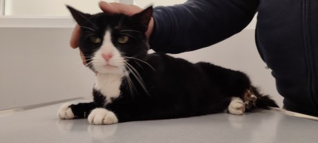 Kat Europese korthaar of huiskat