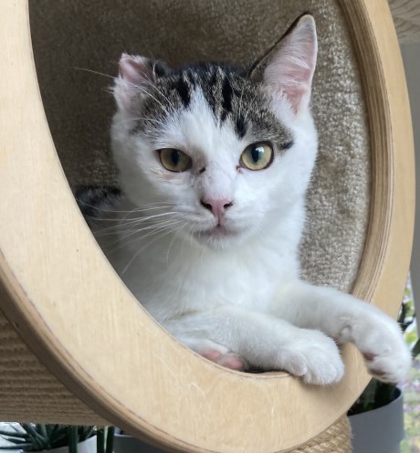 Kat Europese korthaar of huiskat