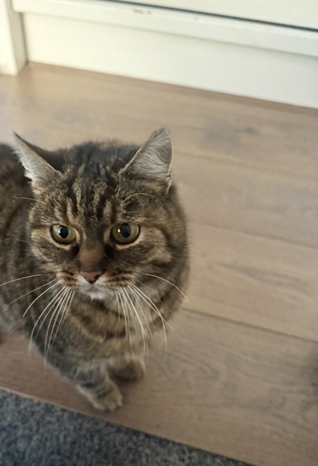 Kat Europese korthaar of huiskat