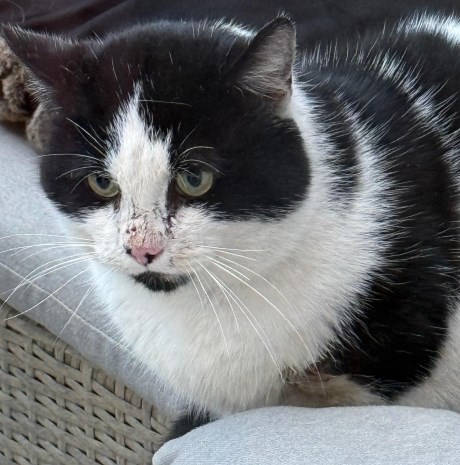 Kat Europese korthaar of huiskat