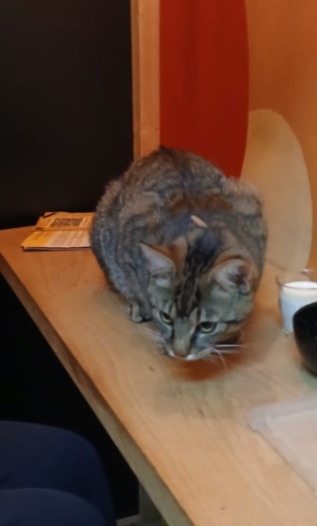 Kat Europese korthaar of huiskat