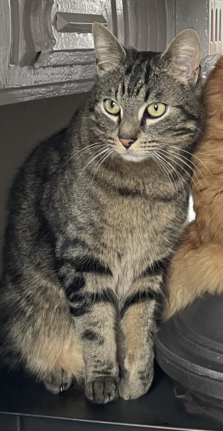 Kat Europese korthaar of huiskat