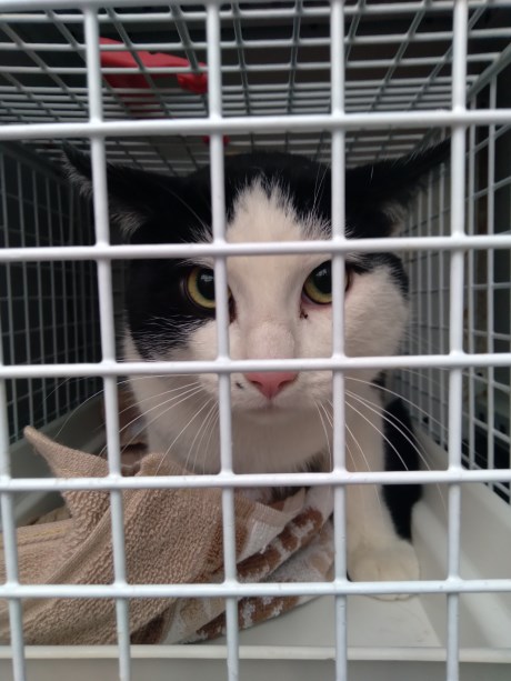 Kat Europese korthaar of huiskat