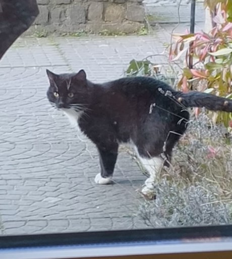 Kat Europese korthaar of huiskat