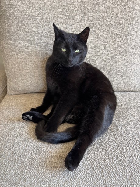 Kat Europese korthaar of huiskat