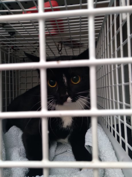 Kat Europese korthaar of huiskat