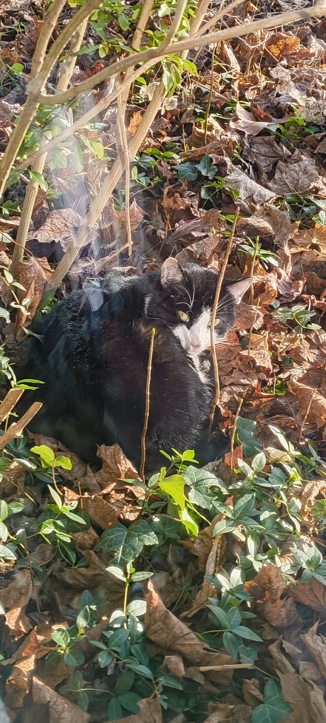 Kat Europese korthaar of huiskat