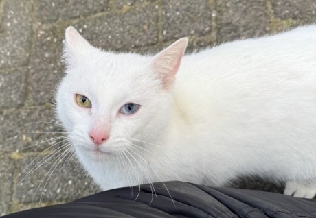 Kat Europese korthaar of huiskat