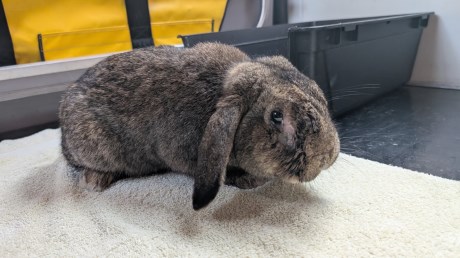 Knaagdier / Haasachtige Konijn