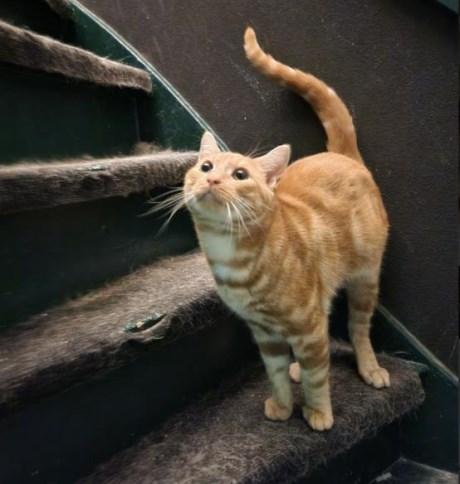 Kat Europese korthaar of huiskat