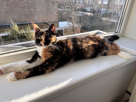 Kat Europese korthaar of huiskat