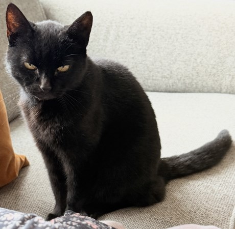 Kat Europese korthaar of huiskat