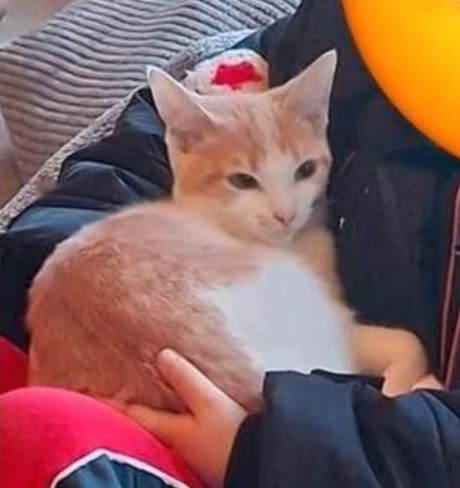 Kat Europese korthaar of huiskat