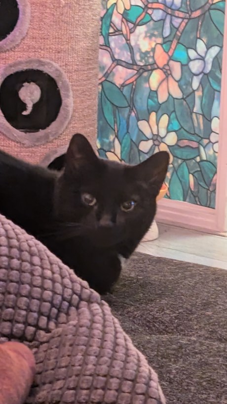 Kat Europese korthaar of huiskat