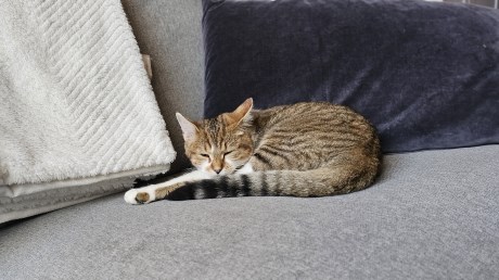 Kat Europese korthaar of huiskat