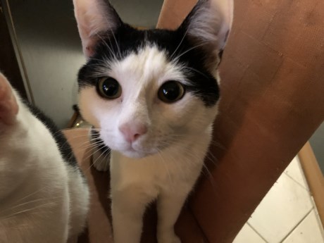 Kat Europese korthaar of huiskat