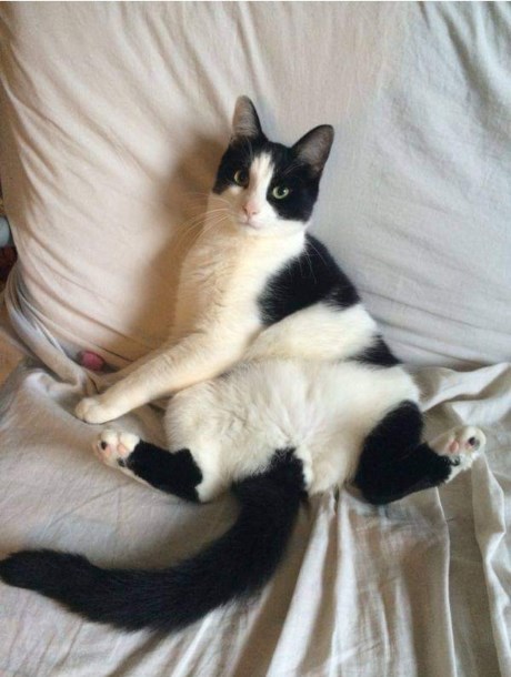 Kat Europese korthaar of huiskat