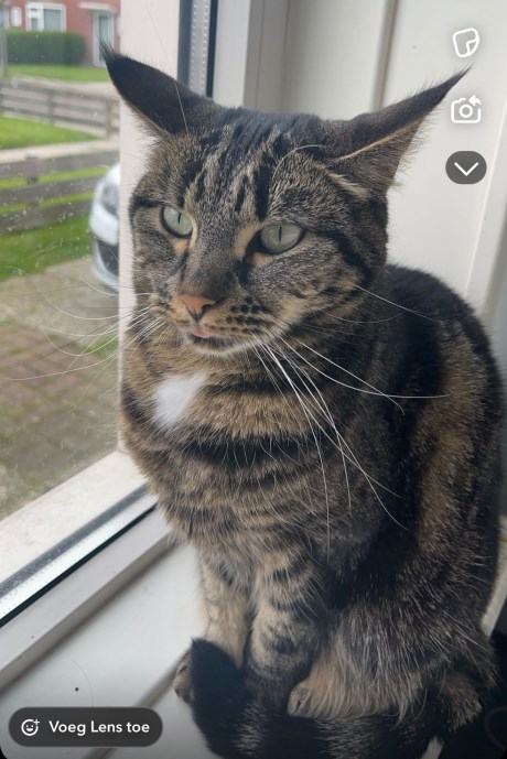 Kat Europese korthaar of huiskat