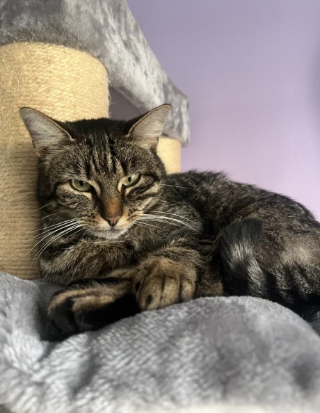 Kat Europese korthaar of huiskat